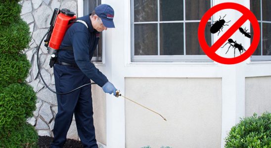 Kağıthane Akrep İlaçlama böcek ilaçlama ve haşere kontrolü — ilaclama-tr.com